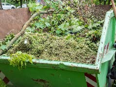 large green waste dumpster with plant material
